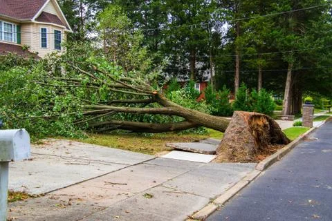 Broken sidewalk from an uprooted fallen tree after a storm Stock Photos