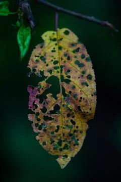 Broken single Leaf with colors and holes Stock Photos