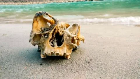 Broken Skull Stock Photos