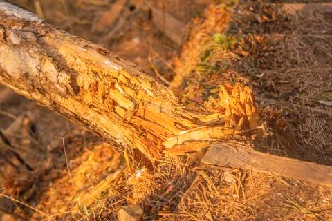 Broken small pine tree. Stock Photos
