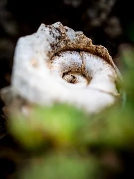 Broken snail shell with blurry foreground Stock Photos