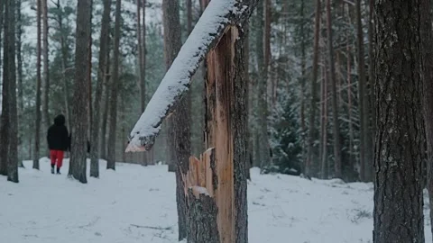 Broken Snow Covered Pine Tree, Ogres Forest, Winter Nature Damage Scene Stock Footage 340821030