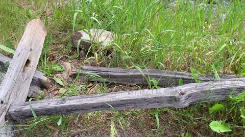 Broken Split Rail Fence Along Bank of Forested River Trail Pan Left to Right Stock-Footage 339512476
