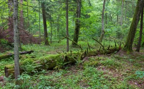 Broken spruce tree almost decomposed in natural european forest,Bialowieza Fo Stock Photos