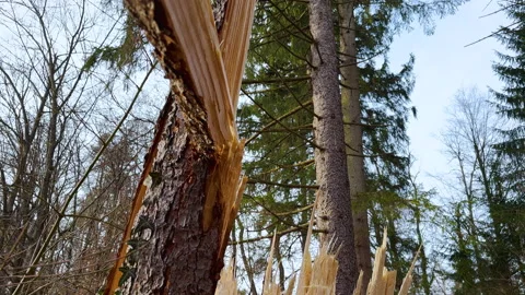 Broken spruce tree in the forest road Stock Footage 229571557