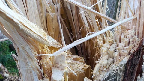 Broken spruce tree inside Stock Footage 229571488