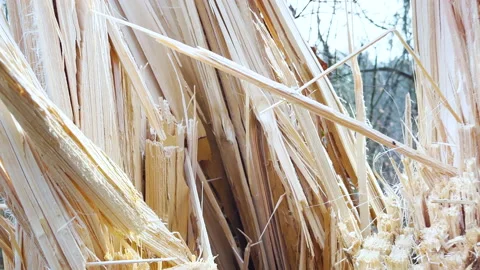 Broken spruce tree inside forest Stock Footage 229571756