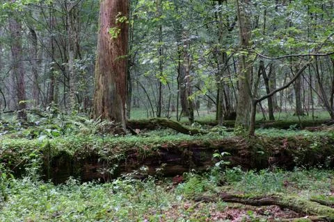 Broken spruce tree partly declined Stock Photos
