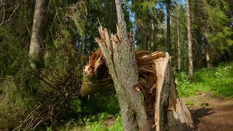 Broken spruce tree trunk in sunny coniferous forest environment. Stock Footage 337525392
