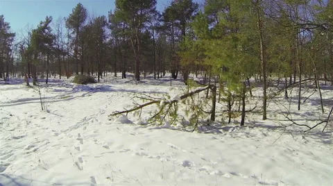 The broken spruce in the  winter forest. Aerial Stock Footage 47153759