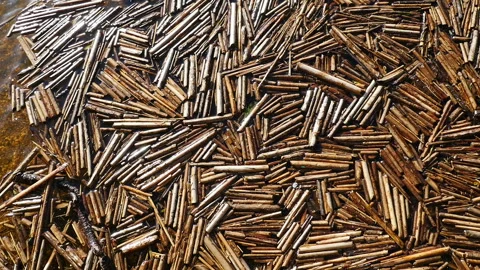 Broken stems of reeds float on the surface of the river Stock Footage 160152117