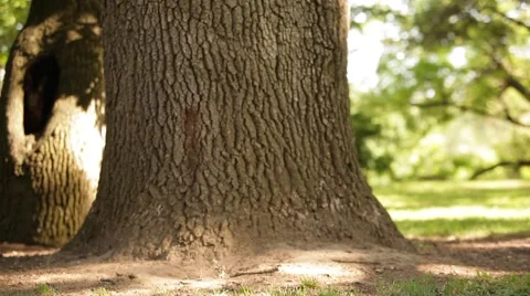 Broken stick Stock Footage 49760527