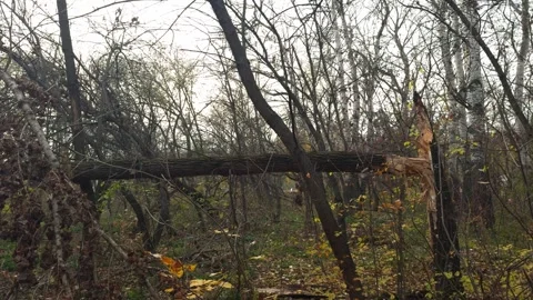 Broken storm-damaged tree in autumn forest, fallen trunk among foliage. Stock Footage 322220362