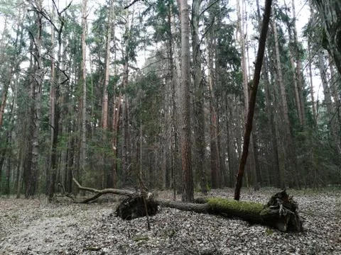 Broken from storm Stock Photos