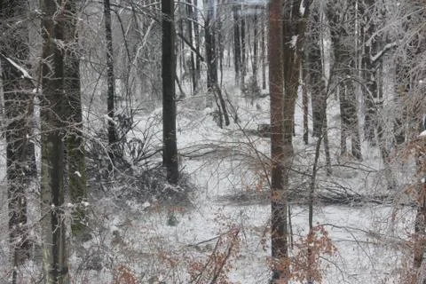 Broken in a strong snow trees Stock Photos