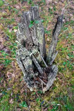 Broken stump in front of trees in the taiga. Green background. Stock Photos