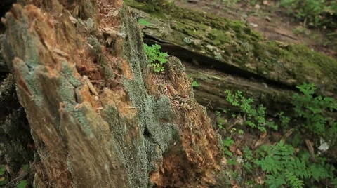 Broken stump with moss. Fallen tree in the background. Stock Footage 8557961