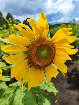 Broken sunflower with missing petal Stock Photos