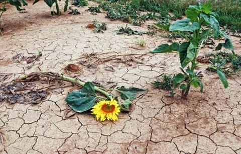 Broken sunflower Stock Photos