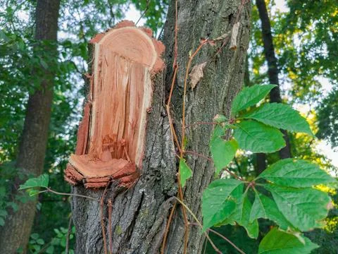 Broken thick branch of deciduous tree and then sawed off Stock Photos