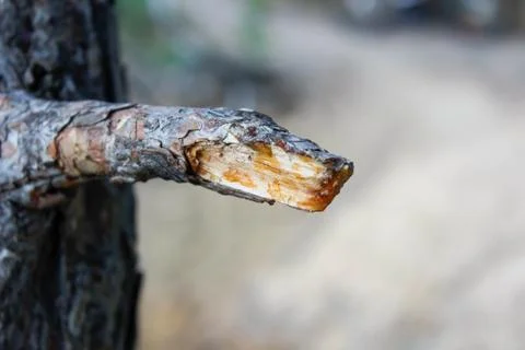 Broken thin pine branch close-up in the summer in the forest. Stock Photos