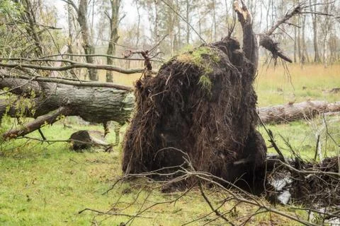 Broken tree after a big storm Foto stock