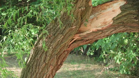 Broken tree after severe storm in park. Stock Footage 203749763