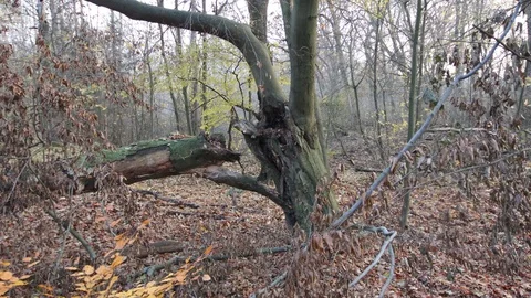 Broken tree after storm in the forest Stock Footage 120647973
