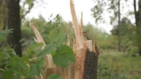 A broken tree after a tornado. natural disasters destroyed the park Stock Footage 218467413