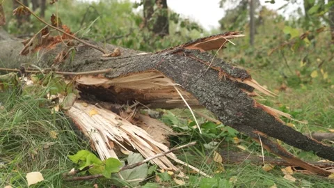 A broken tree after a tornado. natural disasters destroyed the park Stock Footage 218467420