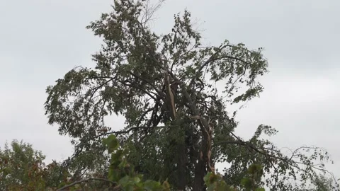 A broken tree after a tornado. natural disasters destroyed the park Stock Footage 218467702