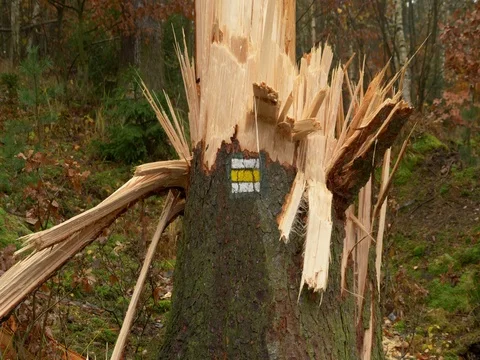 Broken tree after windstorm 動画素材 82561648