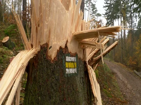 Broken tree after windstorm 스톡 동영상 82561758