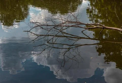 The broken tree along the river. Stock Photos