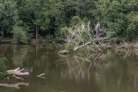 The broken tree along the river. Stock Photos