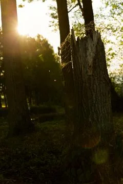 Broken Tree Amidst Twilight Stock Photos
