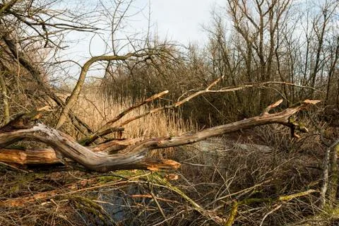 Broken tree and dry branches in the winter forest. Stock Photos