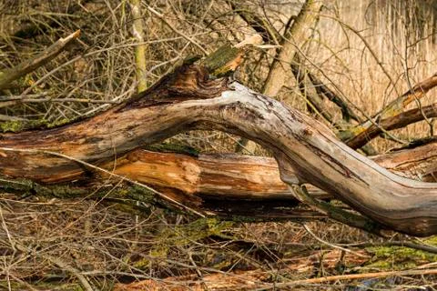 Broken tree and dry branches in the winter forest. Stock Photos