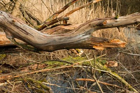Broken tree and dry branches in the winter forest. Stock Photos