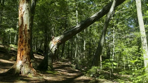 Broken Tree and Forest Trail in Summer Stock Footage 301573194