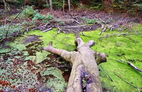 Broken tree and many branches in the swamp at the forest. Foto stock