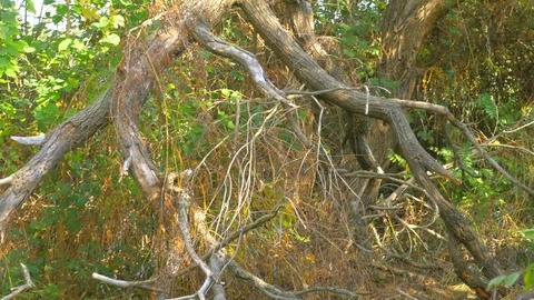 Broken tree in autumn camera zoom approach Video stock 81910869