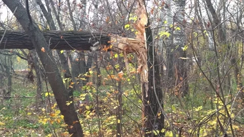 Broken tree in autumn forest after storm, fresh break and fallen leaves. Stock Footage 321371848