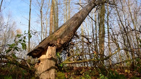 Broken tree in the autumn forest Stock Footage 118307722