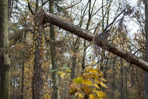 Broken tree in an autumn forest Stock Photos