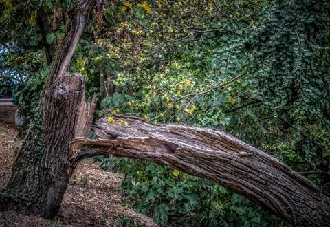 A Broken Tree in Autumn Foto stock