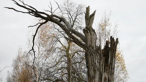 Broken tree on a background of autumn trees, image of late autumn Stock Footage 117895926