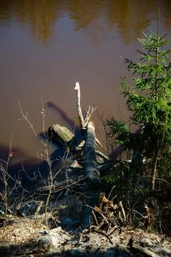 Broken tree on the background of the river flow in early spring Stock Photos