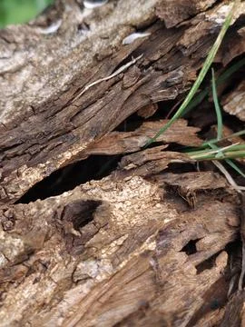 Broken Tree Bark 스톡 사진