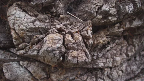 Broken tree bark texture. Macro of a tree. Travelling. Vídeos de archivo 144389492